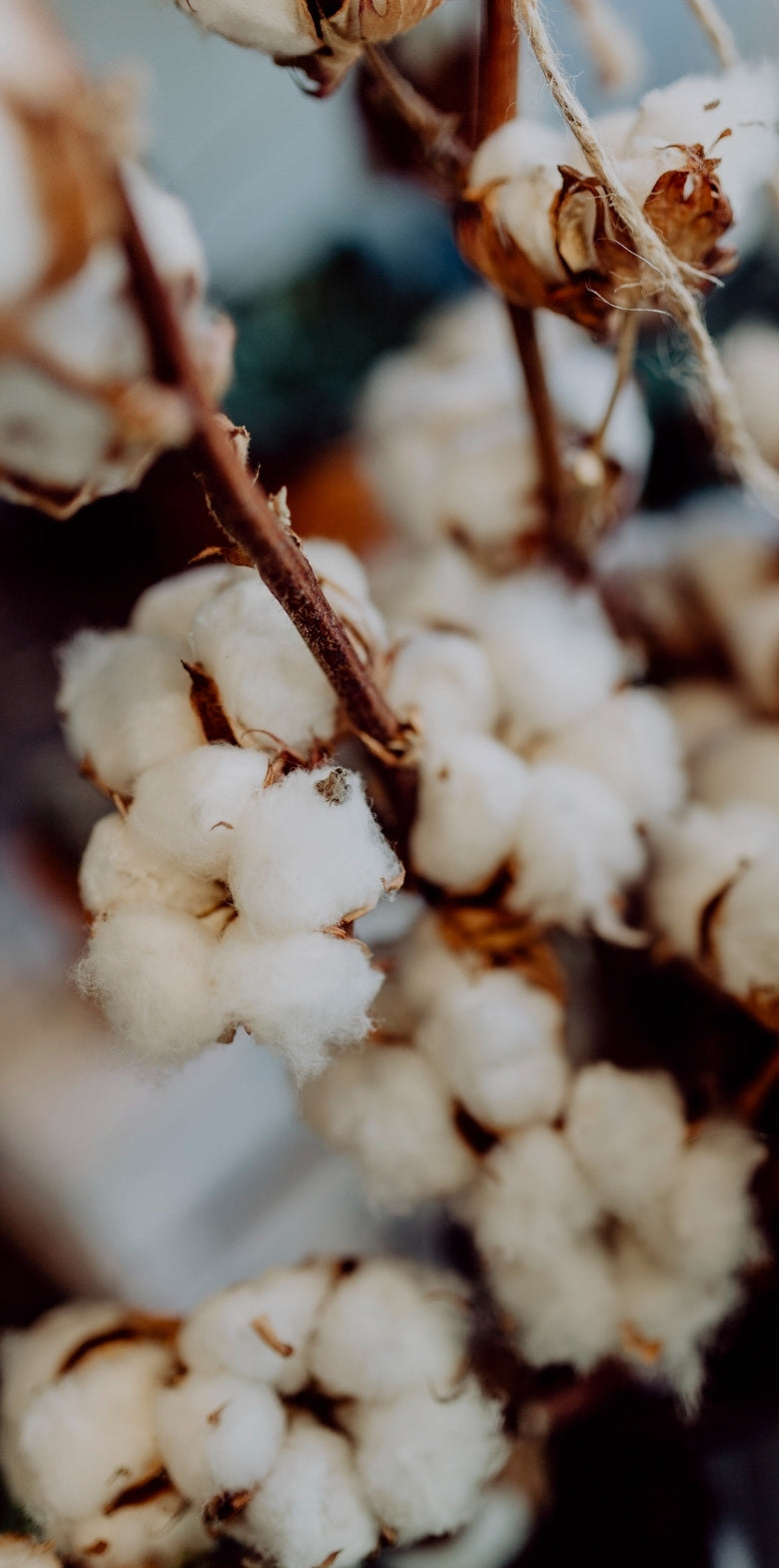 Close-up of white cotton-like flowers on a branch with a blurred background.